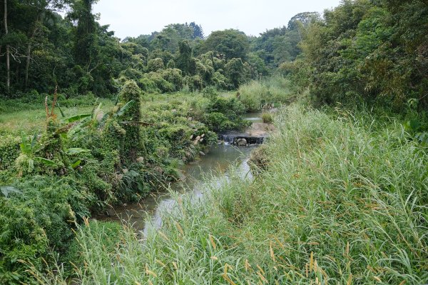 打鐵寮古道.白石山2752898