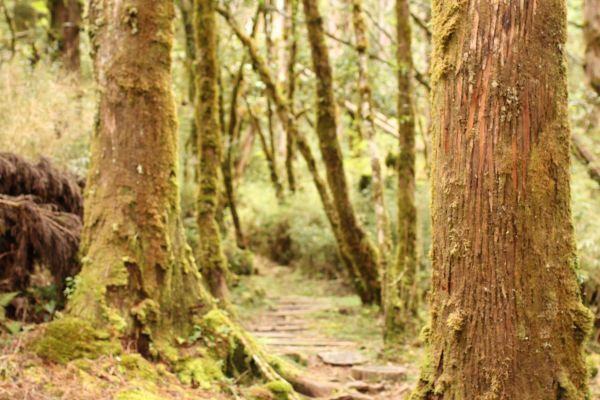 太平山檜木原始林步道181606