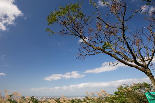 南崁山 五酒桶山 山鼻山步道228044