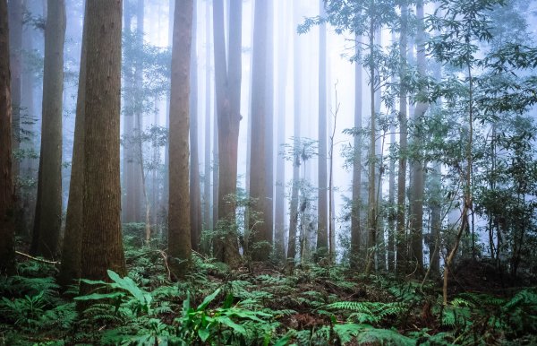 苗栗南庄鄉 加里山(鹿場線)