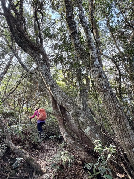 谷關 白毛山-逆O繞 202603153018976
