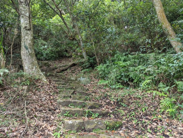 紗帽山步道探訪歷史遺跡、賞芒花1510068