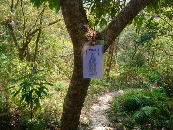 霧峰奧山桐林山步道群通爬860195