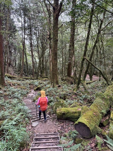 回程下雨的 松鶴上 八仙山 202510252925756