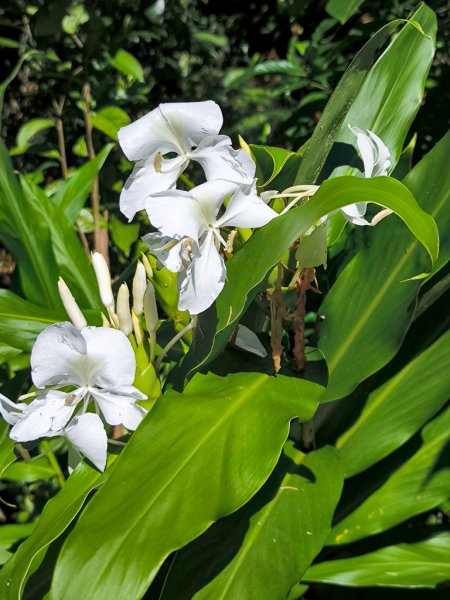 2024-08-22 澀水森林步道2578361