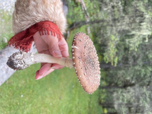 川藏33天深度之旅💙#稻城亞丁-來古冰川2902367