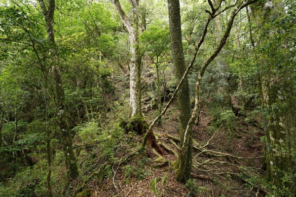 新竹 五峰 油羅山、霞山2798307