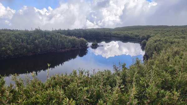 合歡山北峰 小溪營地 鷹角石 合歡北峰名樹2915357
