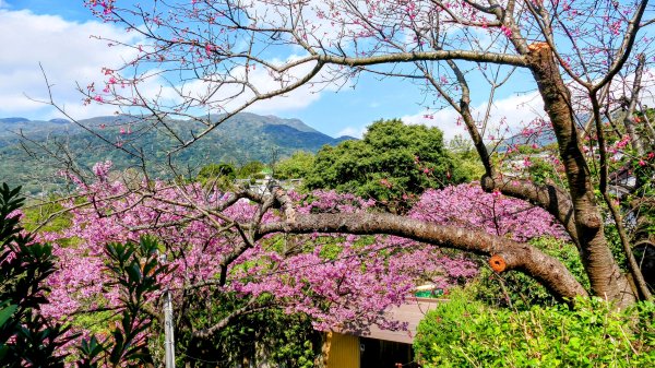 《蝶戀花・善光寺禪門櫻花》2709767