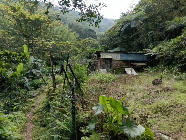 瑞芳區後凹古道+金字碑古道+三貂嶺山+三貂大崙O型2761680