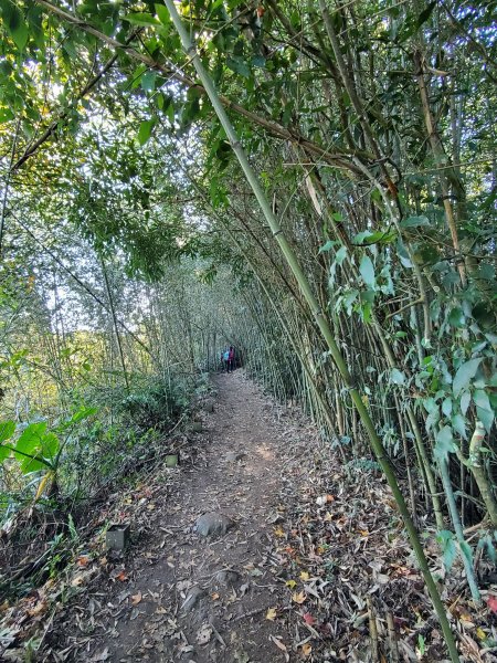 【苗粟 | 馬拉邦山】1227231