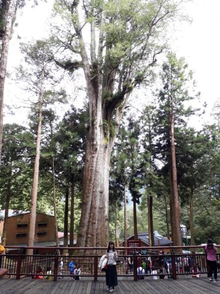 阿里山森林遊樂區，香林神木，姐妹潭，達娜伊谷，新竹獅山古道，藤坪步道，水濂橋步道1610752