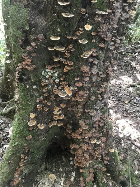 哈盆古道-波露南山-波露山O型走1475874