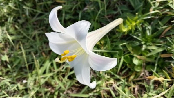 貢寮區龍洞灣岬+金沙灣野百合花3049175