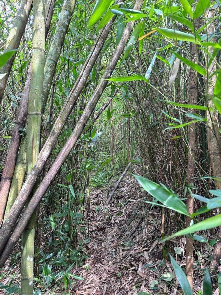 奮太、奮瑞古道上雲戴山續走幼葉林山2493007