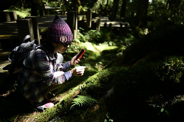 太平山鐵杉林步道~~不能忘懷的森林寶庫2382653