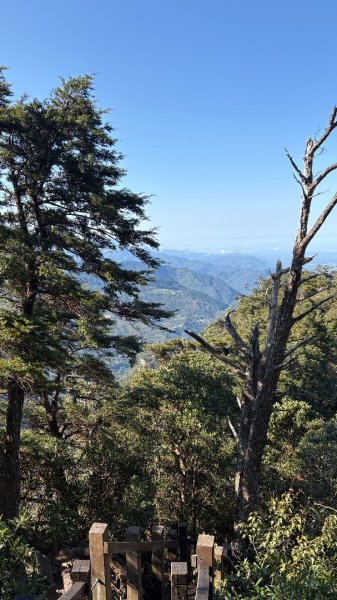 山毛櫸「最後一舞」2955243