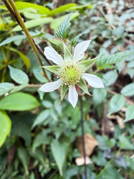 埔里能高瀑布-慶安步道-福興山1122峰（建議逆時針O繞）3004477