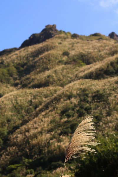 無耳茶壺山 芒花構成的737554