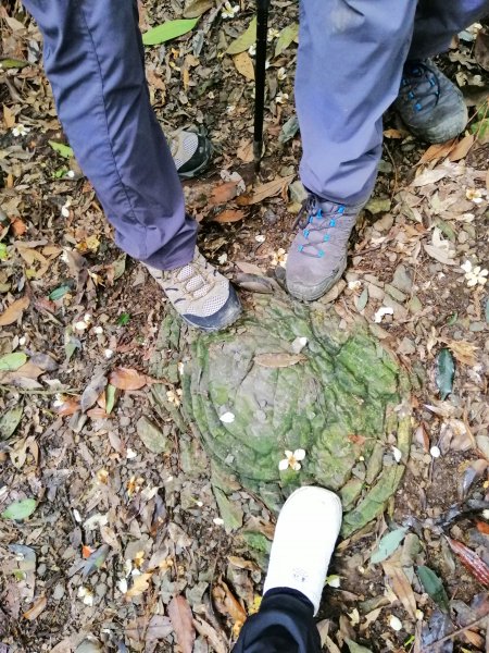 優美林相森林浴橫嶺山自然步道(木馬古道)739084