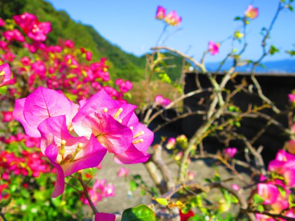 龍年首登的好選擇，鯉躍龍門，搭捷運來內湖爬三尖，鯉魚山、忠勇山、圓覺尖2426521