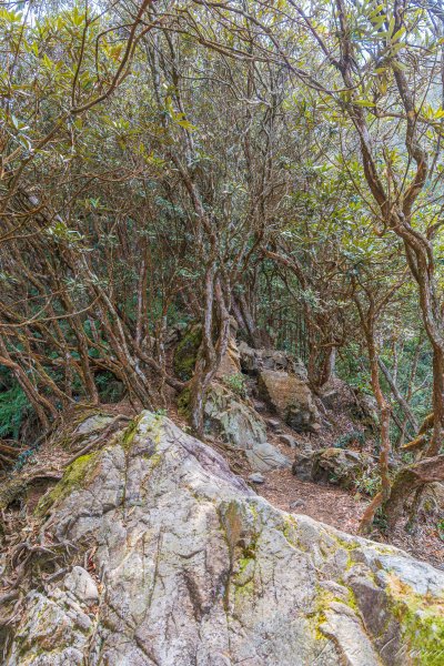 日月潭最高峰-水社大山3025314