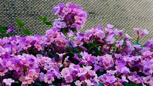 #蒜香藤 #泰山楓樹河濱公園 11/242943648