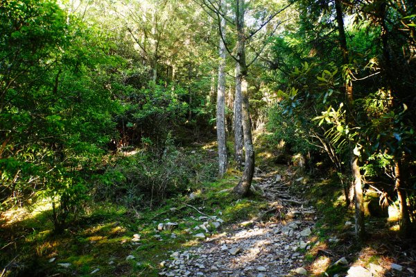 苗栗 泰安 榛山3078978