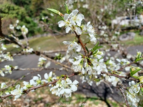 【台中和平】森林步道悠閒走。 八仙山森林遊樂區步道群2784609