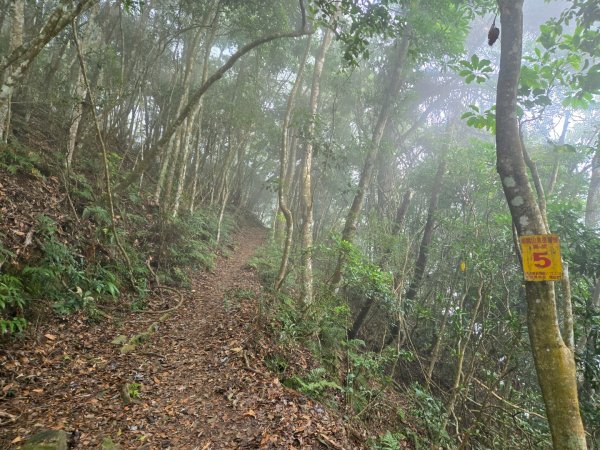 水雲三星～上島山（鳥嘴山）2931243