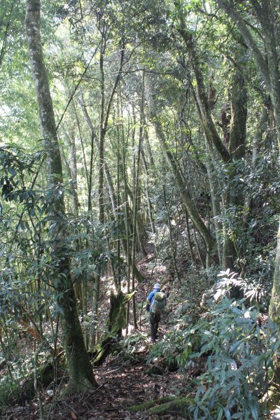 20210926南投圓山坑林道登鳳凰山下忘憂森林1473475