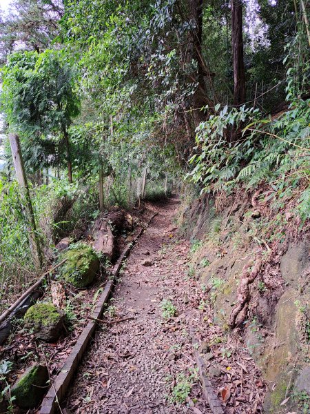 和平雙崎埋伏坪步道+埋伏坪山2310291