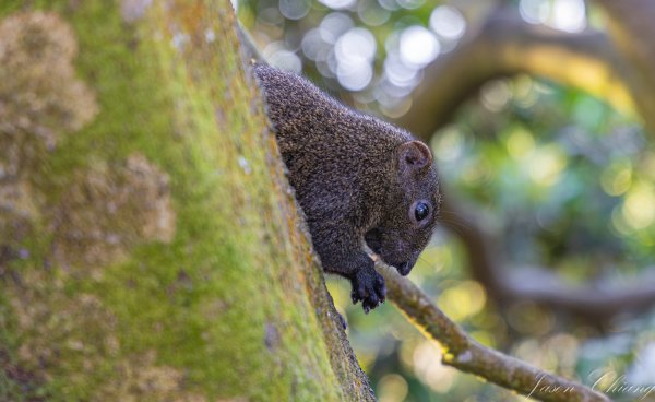 [台北]大崙頭山、碧山巖、忠勇山2746238
