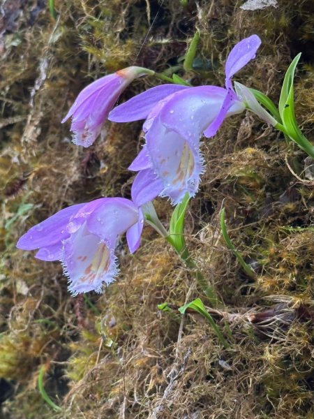 卡保石壁一葉蘭（耘夢谷上逐鹿山下O走）2809538
