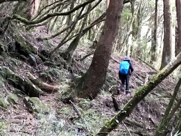 自忠上東水山連走特富野古道1244613