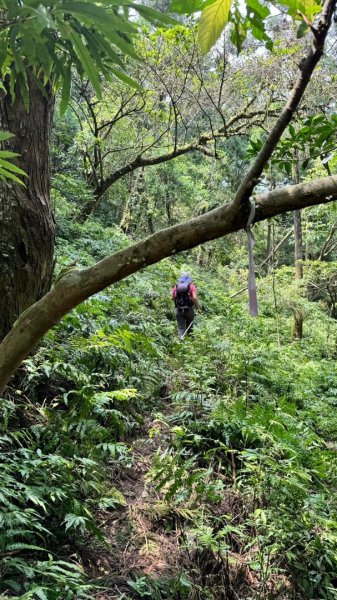 三針後山、雙連埤犬香薷節2592711