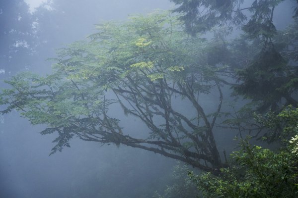 太平山避暑2829141