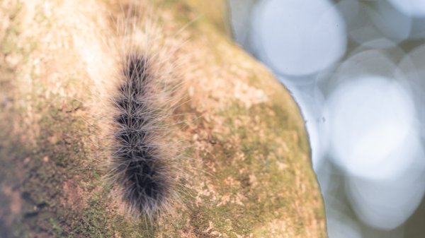 微笑山線 筆架連峰段段｜健行筆記尋寶任務2824782