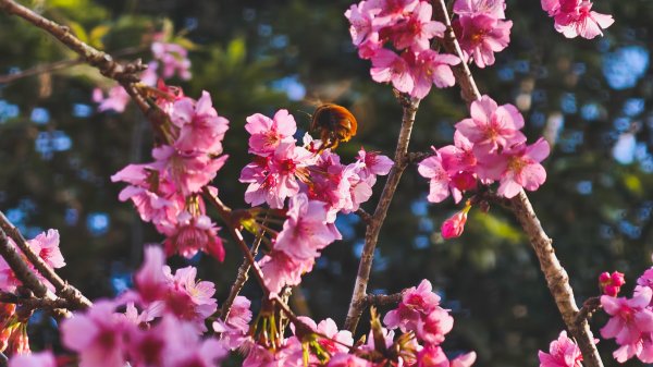 【台灣健行】春艷 • 寶山二集團2698547