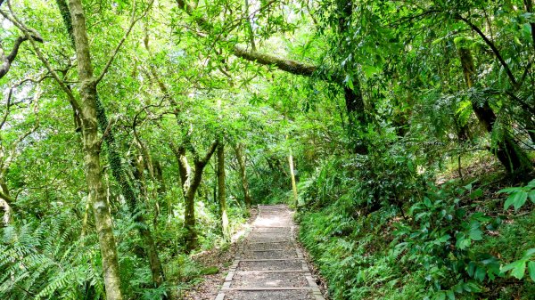 環七星山步道2837892