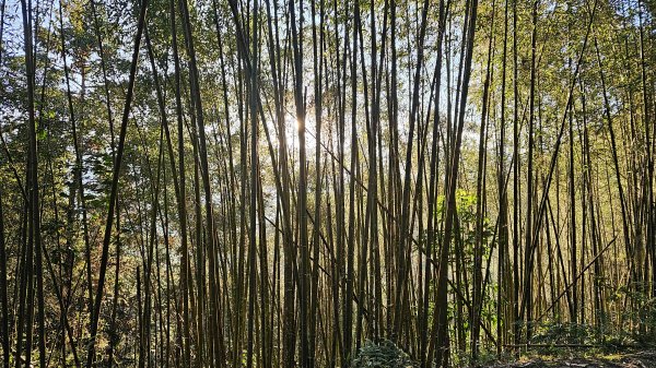 鵝公髻山 鵝公髻山東北峰 第一登山口上下入門路線2395268