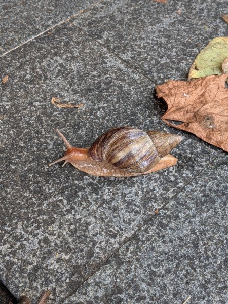 2025-06-14 臺北大縱走第一段來回2814730