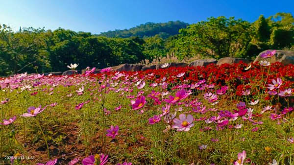 暖暖冬陽北投趴趴走，農禪寺/三層崎/貴子坑 #雪貂 #寵物貂2686755