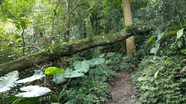 新溪洲山之樂400365