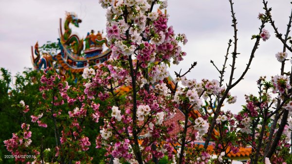 #綠繡眼 訪花 #吉野櫻 #天元宮 #楓樹湖 03162750787