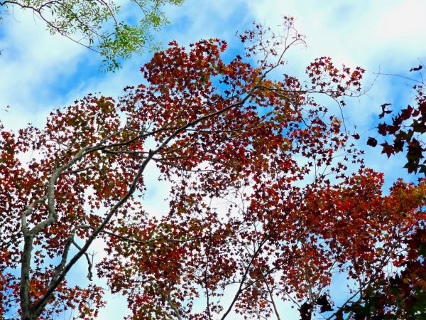 馬那邦山之雲海／雲瀑／楓紅／太陽琉璃光2668258