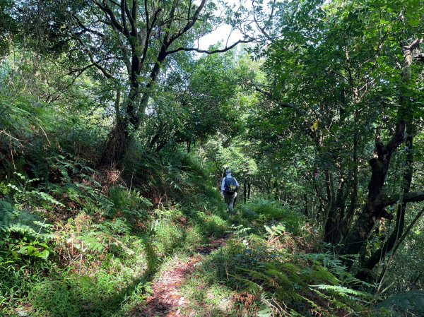 竹篙山山腰古道2204068