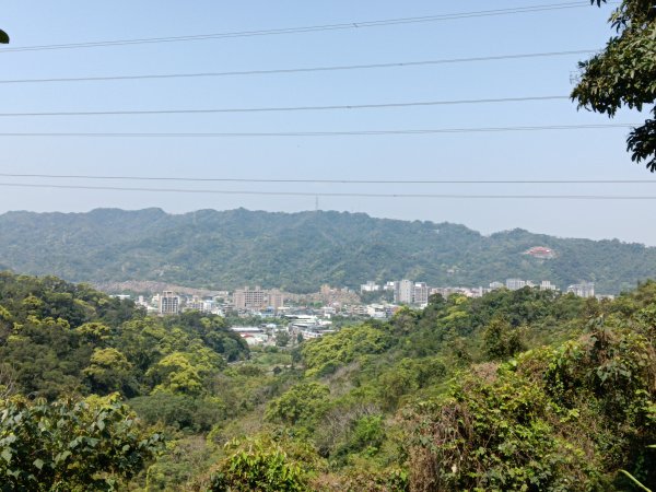 王公坑山血藤花2746262