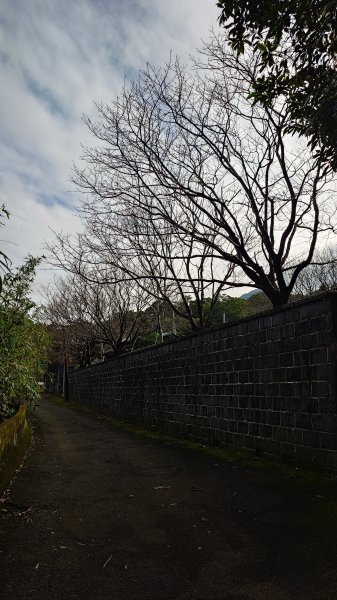 20260125 陽明山前後山健行(無極天元宮~山仔頂步道.向天池.向天山.面天山.二子坪)2997935