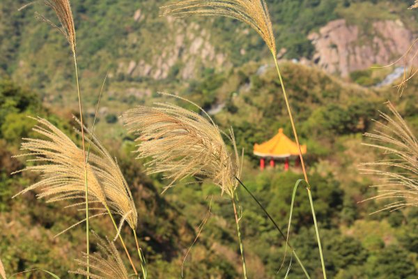 無耳茶壺山 芒花構成的737549